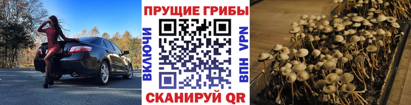 Псилоцибиновые грибы Psilocybe Райчихинск